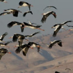 birds in the negev