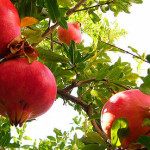 pomegranates, trees