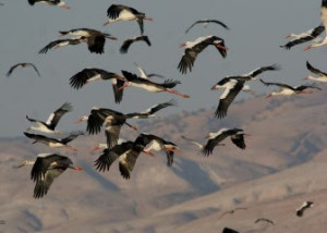 birds in the negev