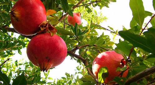 pomegranates, trees