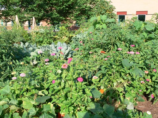 10 Jccs And Jcc Camps That Are Making Every Day Earth Day 17