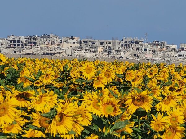 Gaza in the background with a field of sunflowers in the foreground